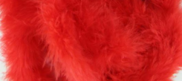 Federboa rot
